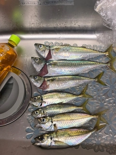 サバの釣果