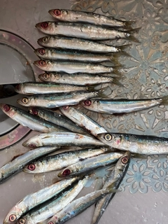イワシの釣果