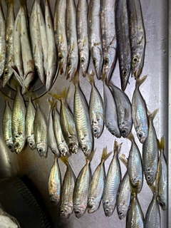 カマスの釣果