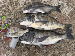 チヌの釣果