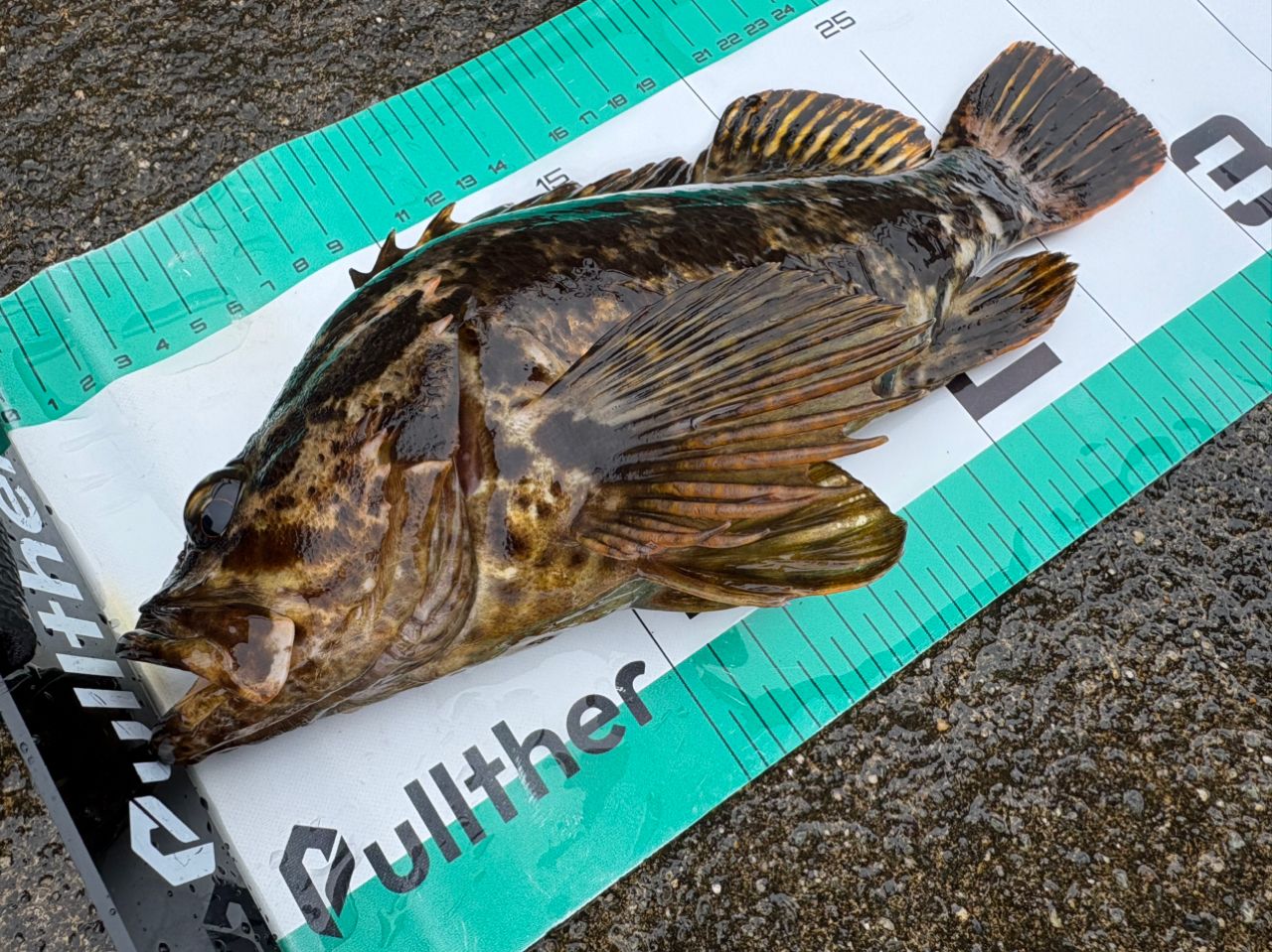 AbuGarcia エラディケーター ロックスイーパー ERSS-77MHFの最安値