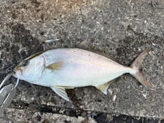 ネリゴの釣果