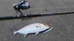 ショゴの釣果