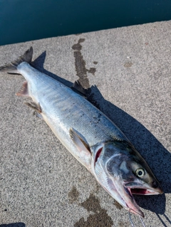 アキアジの釣果