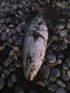 ハマチの釣果