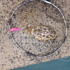 モンゴウイカの釣果