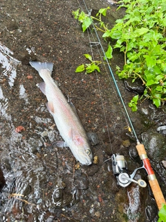 ニジマスの釣果
