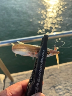 カマスの釣果