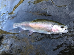 ニジマスの釣果