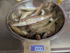 キスの釣果