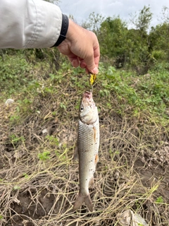 ニゴイの釣果