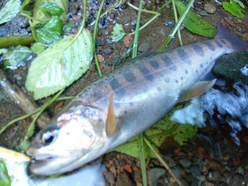 ヤマメの釣果・釣り情報まとめ【2026年最新】 - アングラーズ | 釣果