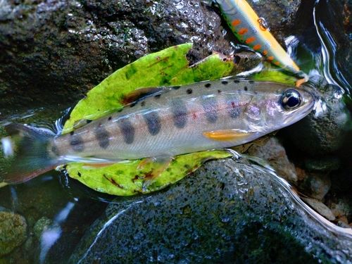 ヤマメの釣果・釣り情報まとめ【2026年最新】 - アングラーズ | 釣果