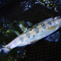 ヤマメの釣果・釣り情報まとめ【2026年最新】 - アングラーズ | 釣果