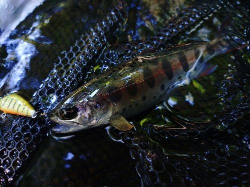 ヤマメの釣果・釣り情報まとめ【2026年最新】 - アングラーズ | 釣果