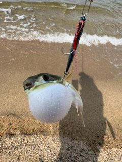 シロサバフグの釣果