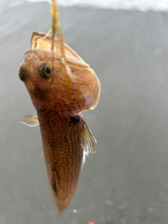 エソの釣果