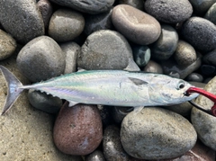 カツオの釣果