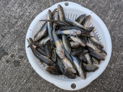 マハゼの釣果
