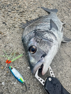 コチの釣果