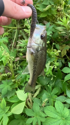 ラージマウスバスの釣果
