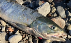アキアジの釣果