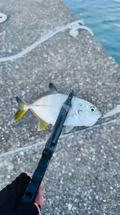 メッキの釣果