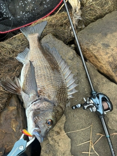 チヌの釣果