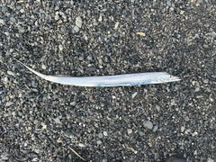 タチウオの釣果