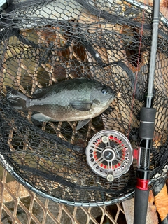メジナの釣果