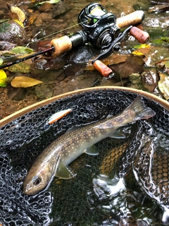 イワナの釣果