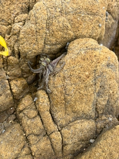 イイダコの釣果