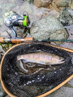 ヤマメの釣果