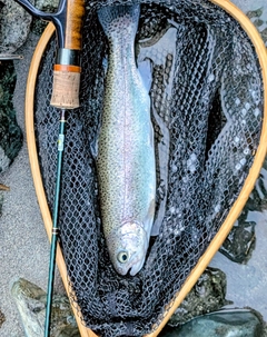 ニジマスの釣果