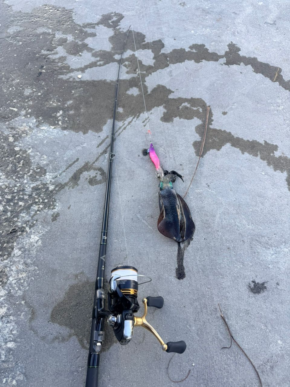 DAIWA 20穴釣り専科 M110の最安値・インプレ・釣果 | 本音の口コミが