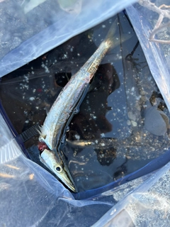 カマスの釣果