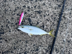 ワカシの釣果