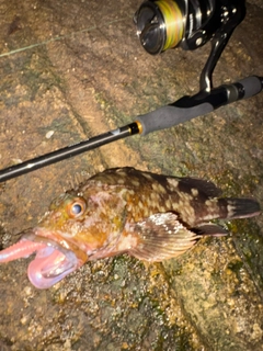 カサゴの釣果