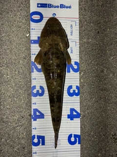 マゴチの釣果