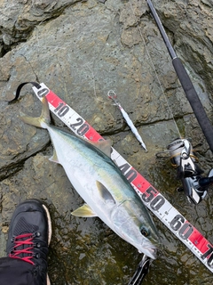 ハマチの釣果