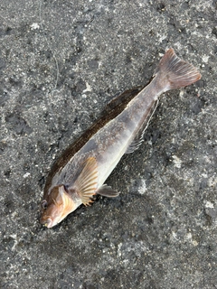 アイナメの釣果