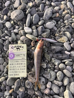 エソの釣果