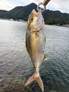 ショゴの釣果