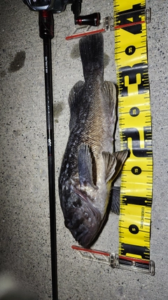 クロソイの釣果