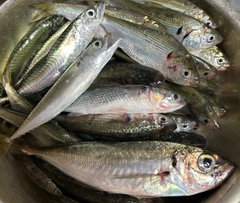マアジの釣果