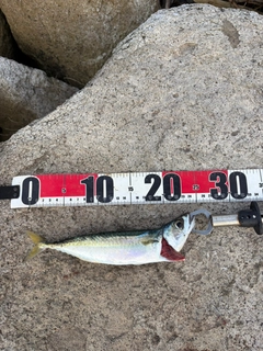 サバの釣果