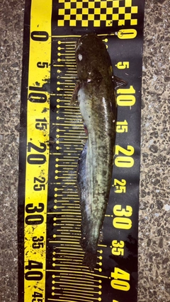 ナマズの釣果