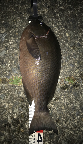 クチブトグレの釣果