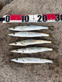 カマスの釣果