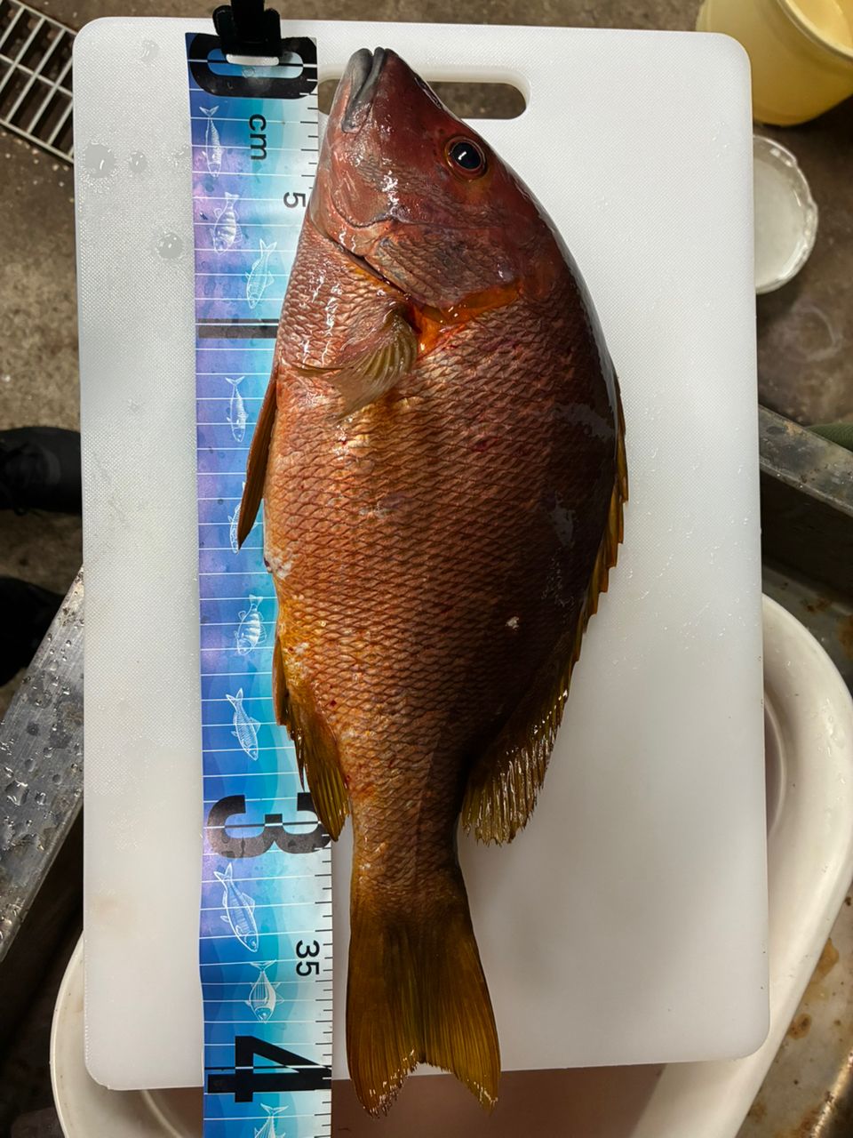 DAIWA 14リーガル 5号-53遠投の最安値・インプレ・釣果 | 本音の口コミ
